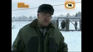 Что такое зверовая лайка.