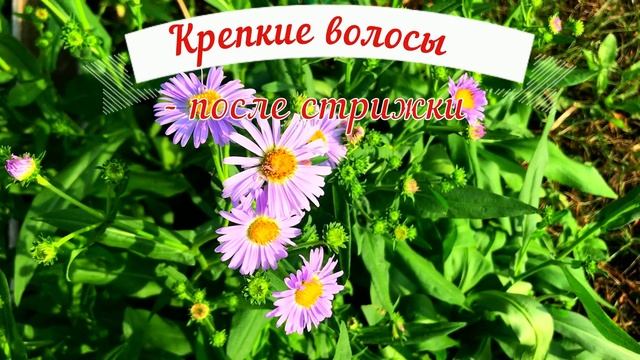 Лунный календарь стрижки волос ИЮЛЬ 2021. Благоприятные дни и неблагоприятные дни для стрижки волос