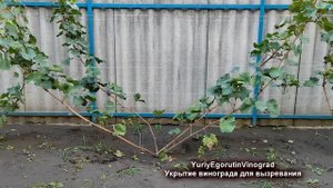 ? Если не ВЫЗРЕВАЕТ лоза винограда, а завтра МОРОЗ. Что можно сделать?