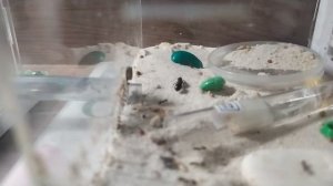 Реакция муравьев на муху!! **ПИР**