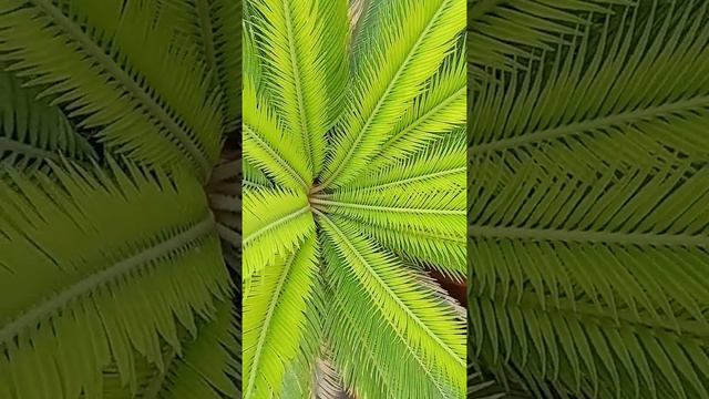 BEAUTIFUL DWARF PALM TREE