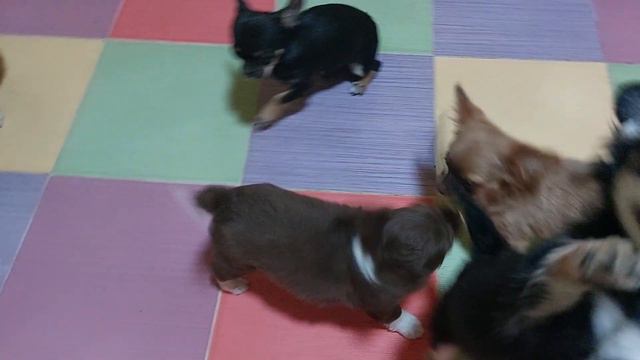 Марьяна зарезервирована и передаёт привет своей семье, питомник чихуахуа Кастропуло Крым смотреть онлайн