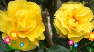 Роза плетистая Санблест. Краткий обзор, описание характеристик, где купить саженцы Sunblest