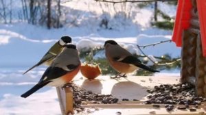 Экологический онлайн блокнот «15 января День зимующих птиц»