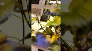 Аэропоника/гидропоника из канализационных труб. Своими руками.