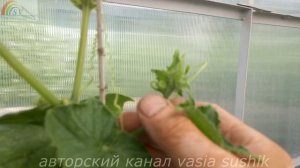Сохнут листья огурцов что делать.Что делать с огурцами в теплице когда плети большие.