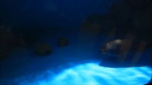 Интересные факты - Байкальская нерпа