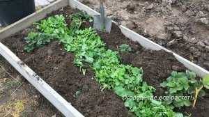 502   Как увеличить урожай клубники