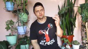 Черепаха Среднеазиатская  Содержание, Кормление, Советы