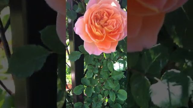 apricot climbing rose “the Impressionist” reaching higher and higher