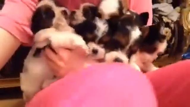 Биверы смотреть онлайн