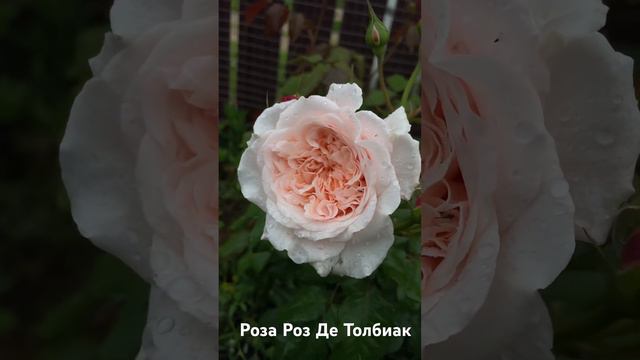 Роза Роз Де Толбиак /Rose de Tolbiac