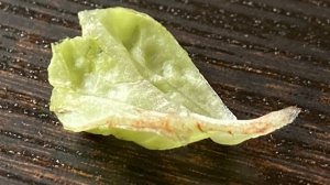 Amazing Sights In Your Own Home — The Carson MP-250 LED / UV Lighted Pocket Microscope (MicroFlip™)