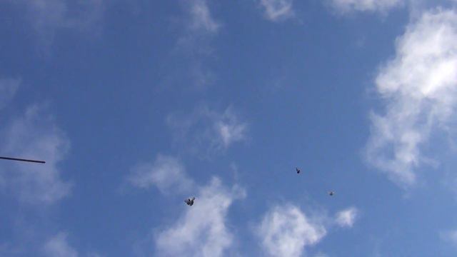 Николаевские голуби 08 02 2024г 2 смотреть онлайн