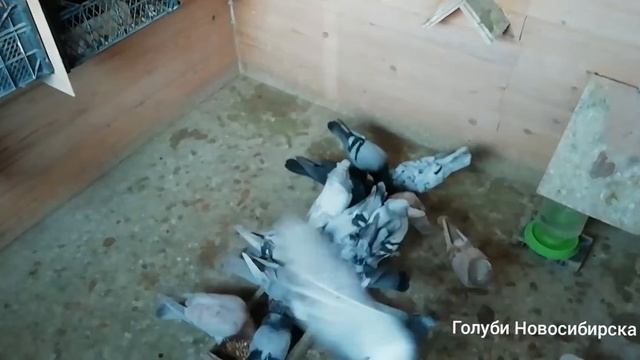 Кормление голубей смотреть онлайн