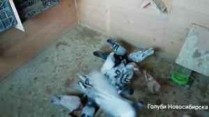 Кормление голубей