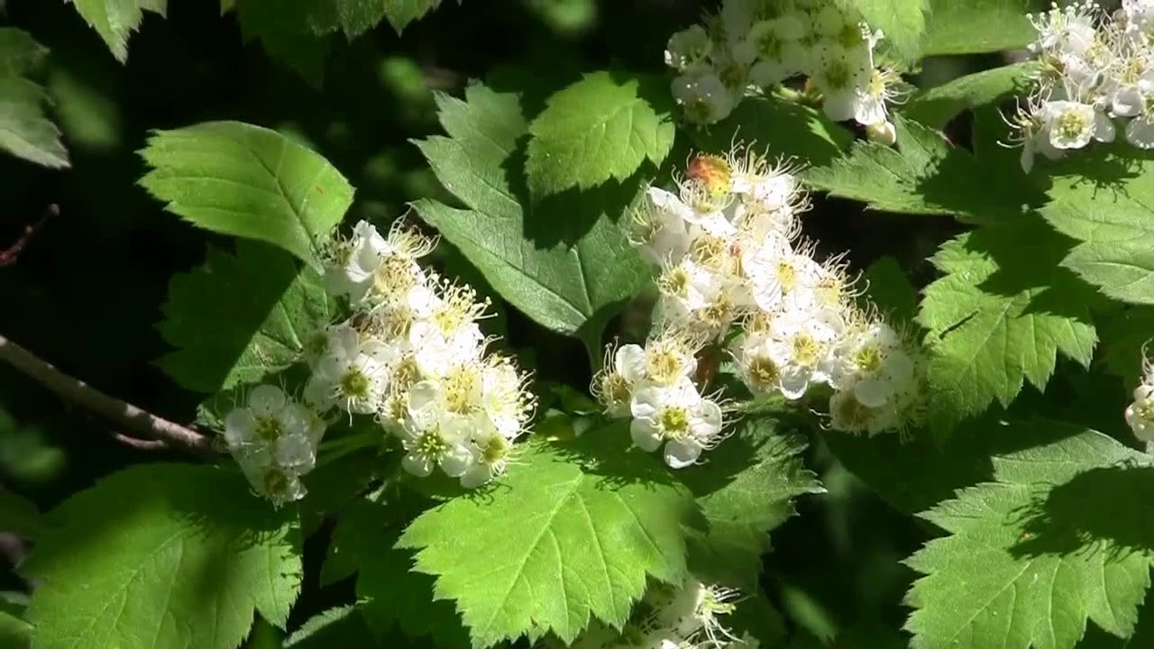 Боярышник фото кустарника с шипами