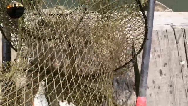 Поймал ПЕРВОГО КАРПА в СВОЕЙ ЖИЗНИ #кАРП #КАРПНаПоплавок #рыбалкаНаПоплавок смотреть онлайн