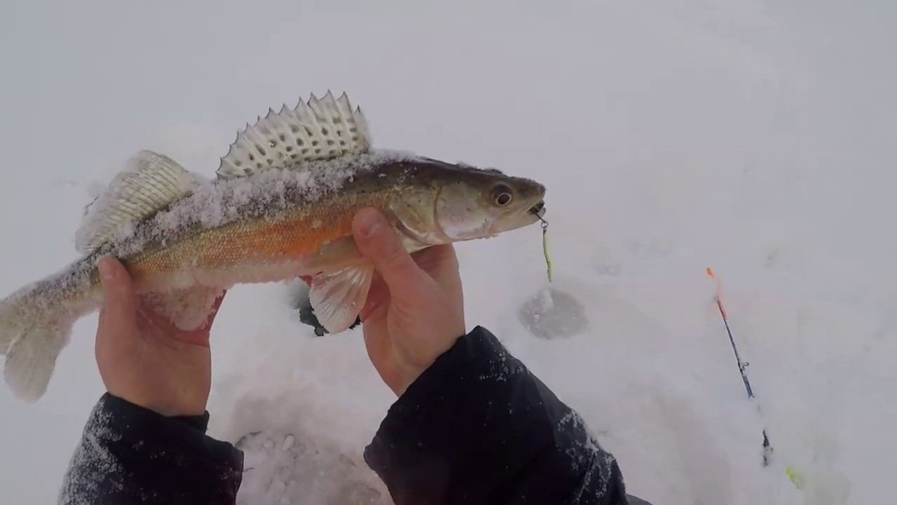 Зимняя рыбалка|Судак на блесну| смотреть онлайн