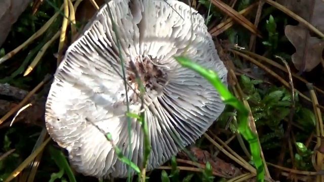 Ложные рядовки серые. Как распознать. Грибы в лесу. смотреть онлайн