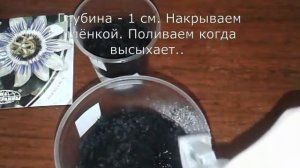 Как посадить пассифлору из семян