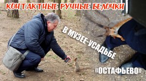 Белки в музее-усадьбе «Остафьево»