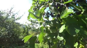 В заброшенные сады. Яблоки, сливы, мята, хрен! Конец августа.