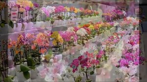 Как реанимировать орхидею в домашних условиях