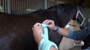 Как бинтовать ноги лошади? Конный спорт. Верховая езда. Выездка. Конкур