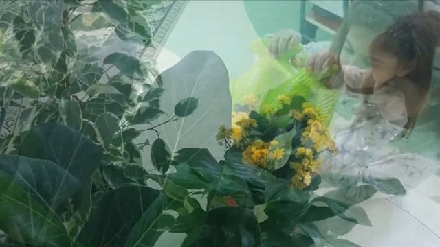 Наши детки ухаживают за комнатными растениями