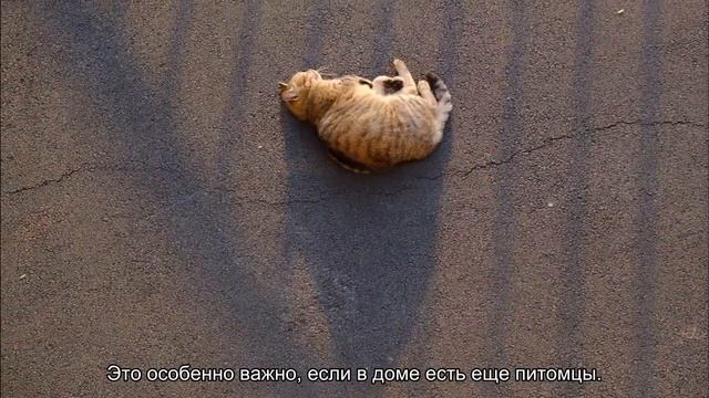 Как ухаживать за новорожденным котенком?