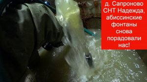 д. Сапроново СНТ Надежда, фонтаны из абиссинской иглы радуют как обычно!