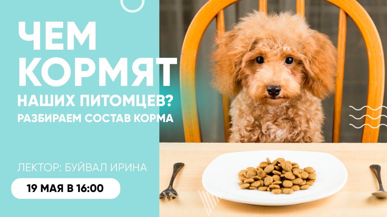 Чем кормят наших питомцев? Разбираем состав корма! Вебинар Школы «Хвост Ньюс»