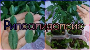 Группа ВК?Рипсалидопсис (Пасхальник)?Лесной кактус?Особенности строения?Черенкование.Размножение