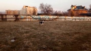 ВЕО и САО. Восточно-европейская овчарка и алабай.