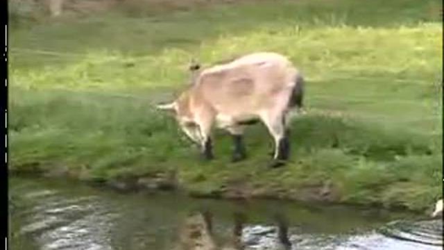 Атакующий заяц 