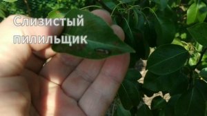 Слизистый пилильщик