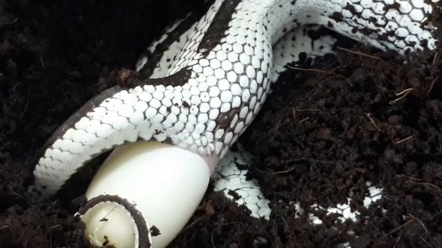 Калифорнийская королевская змея (L.g. californiae) смотреть онлайн