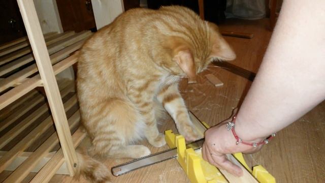 Пилите, Симба, пилите...О том, как котёнок помогает делать ремонт.Часть вторая смотреть онлайн