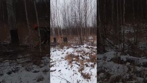 Спил деревьев под ЛЭП.