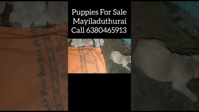 High Quality Original breed#labrador#doglover#puppies#mayiladuthurai#dogforsales#kumbakonam#doglove