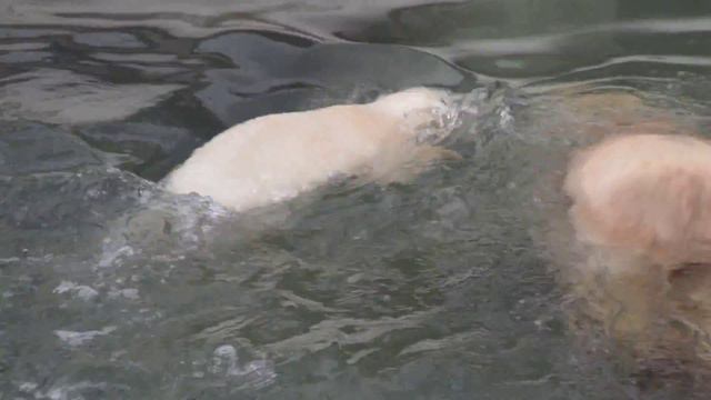 プールで遊ぶウスラーダさんと赤ちゃん（ザバーヴァ） (Белые медведи Услада и Забава, 4 мая 2014, Ленинградский зоопарк) смотреть онлайн