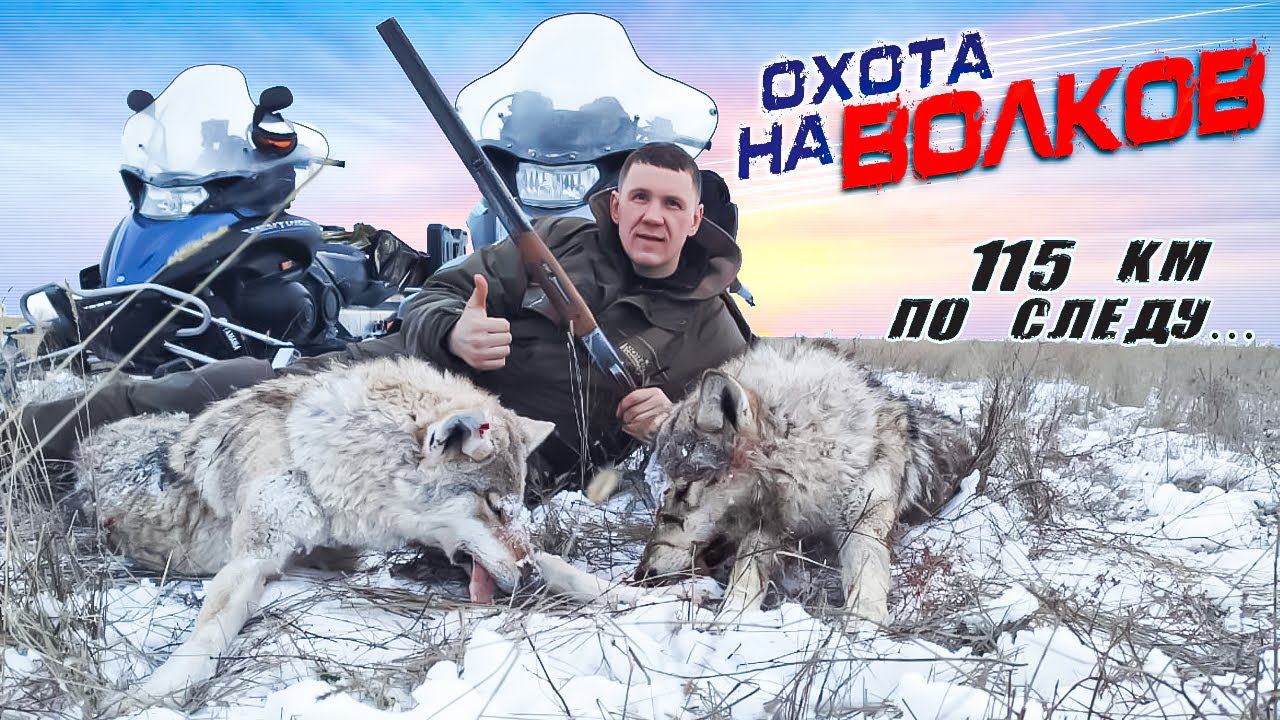 охота на волков!преследовали волков 115км смотреть онлайн