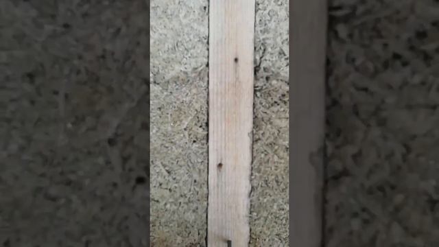 Честный отзыв о доме из опилкобетона