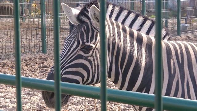 В ноябре первая партия животных переселится в новую часть Казанского зооботсада "Река Замбези" смотреть онлайн