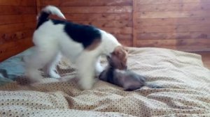 Котёнок против фокстерьера.mp4