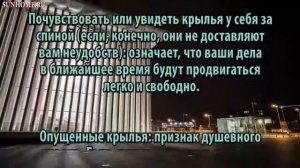 К чему снится Крыло сонник, толкование сна