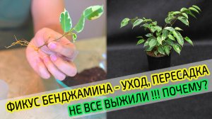 Фикус Бенджамина посадка черенков после укоренения. ? Не все выжили и дали корни ? Почему?