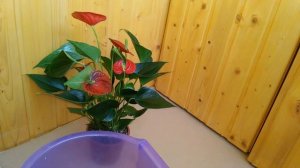 АНТУРИУМ Как пересаживать купленный Антуриум