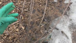 Обрезка гортензии метельчатой.